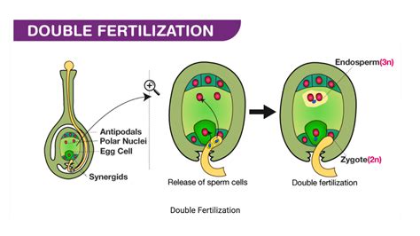 double fertilization in angiosperms results in:
